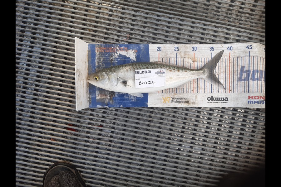 Clinton Emtage caught this 35.5cm Kahawai at Northland during The Export NZ Fishing Competition