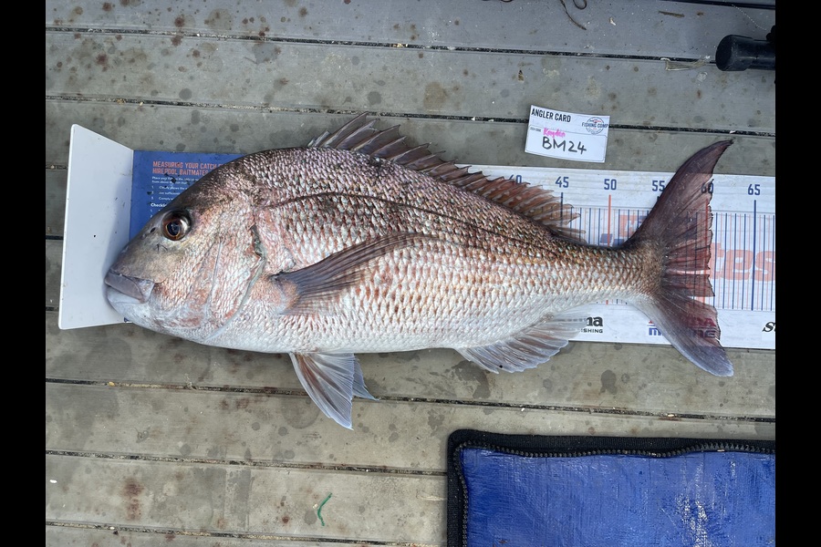 Kayden Russell caught this 60.5cm Snapper at Northland during The Export NZ Fishing Competition
