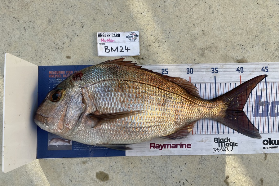 Hunter Russell caught this 40.0cm Snapper at Northland during The Export NZ Fishing Competition