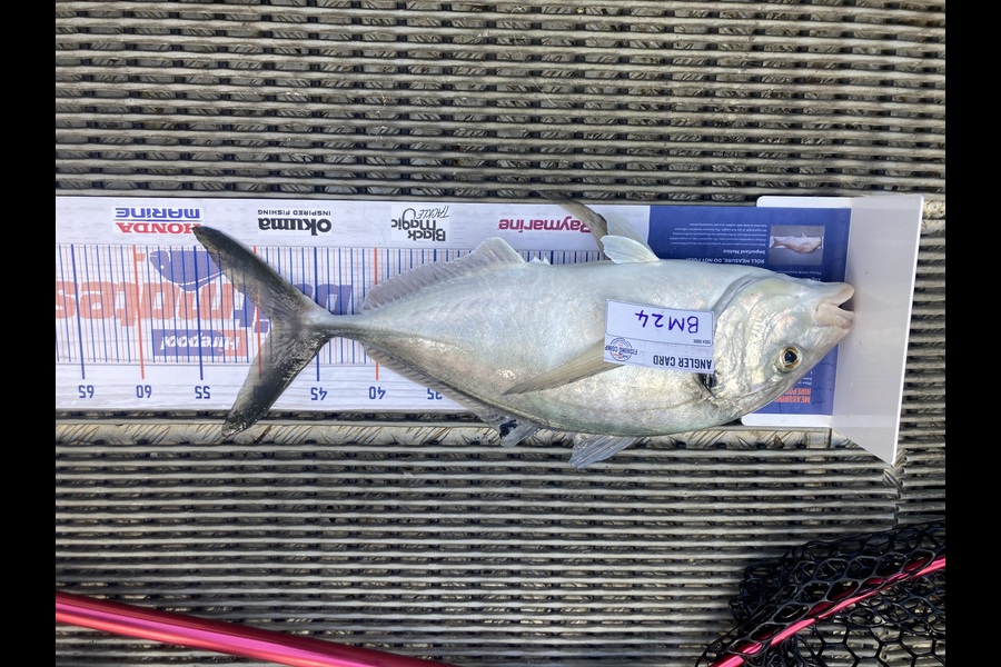 Evan Furze caught this 48.5cm Trevally at Northland during The Export NZ Fishing Competition
