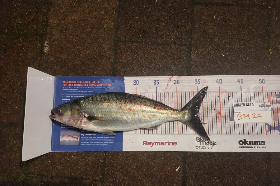 Laura-jade Pitcher caught this 34.5cm Kahawai at Coromandel during The Export NZ Fishing Competition