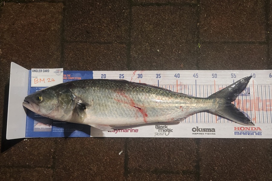 Ryder Pitcher caught this 54.0cm Kahawai at Coromandel during The Export NZ Fishing Competition