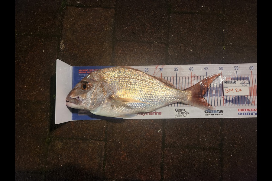 Ryder Pitcher caught this 43.0cm Snapper at Coromandel during The Export NZ Fishing Competition