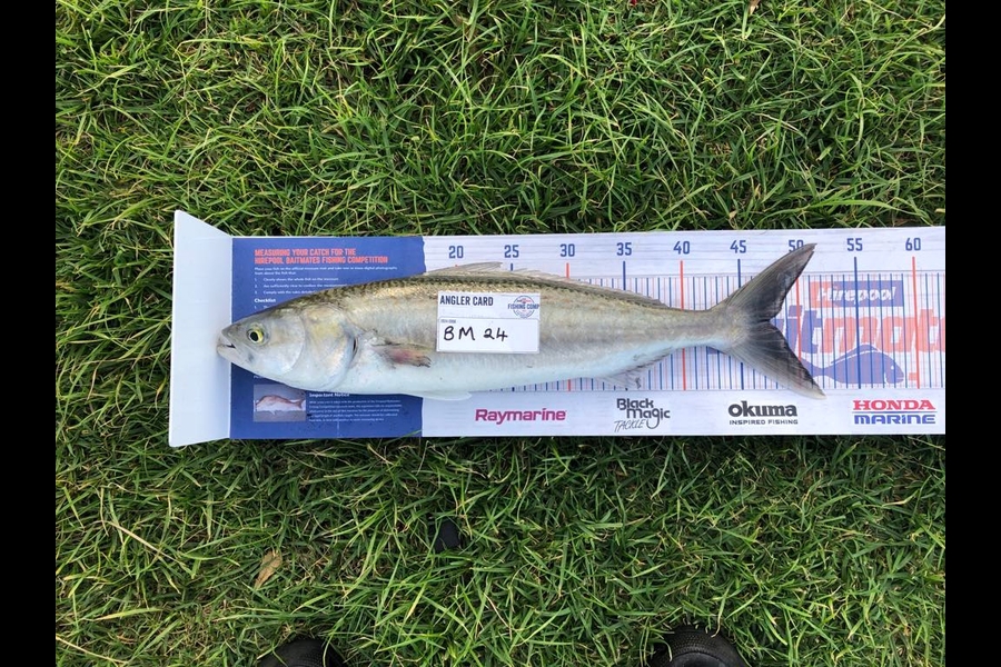 Steph Sadler caught this 47.5cm Kahawai at Taranaki during The Export NZ Fishing Competition