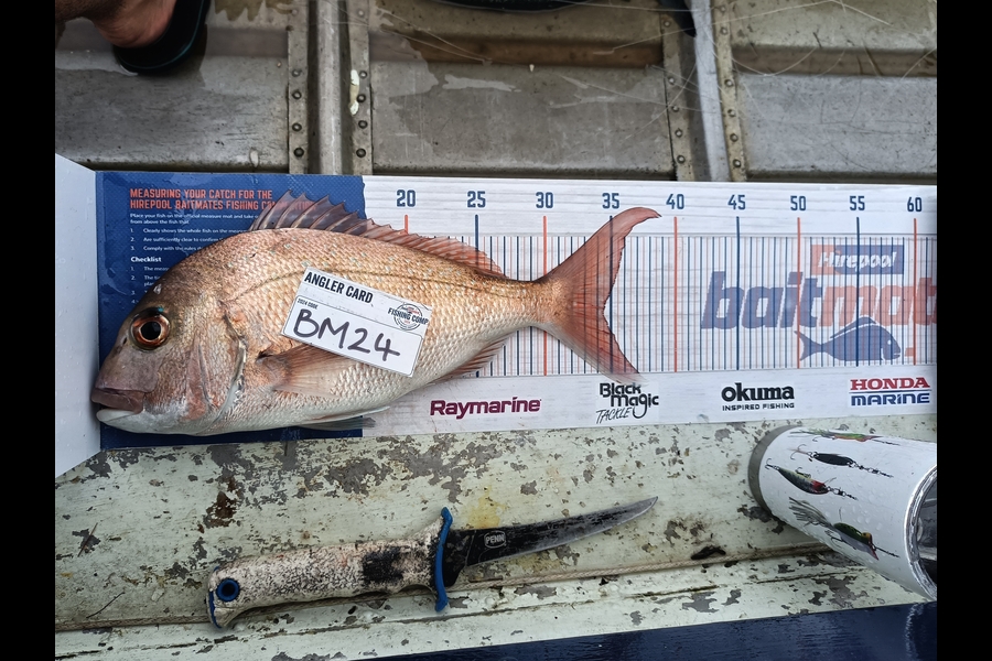 Daniel Hilton caught this 34.5cm Snapper at Northland during The Export NZ Fishing Competition