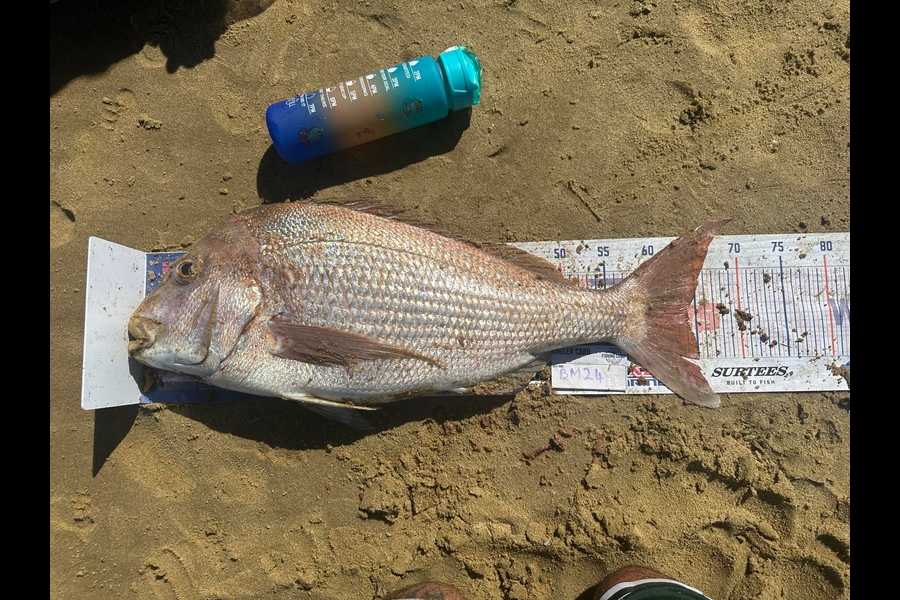 Peter Dunn caught this 64.0cm Snapper at Northland during The Export NZ Fishing Competition