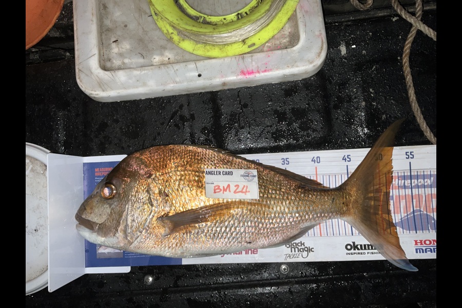 Stephen Heka caught this 51.0cm Snapper at Northland during The Export NZ Fishing Competition