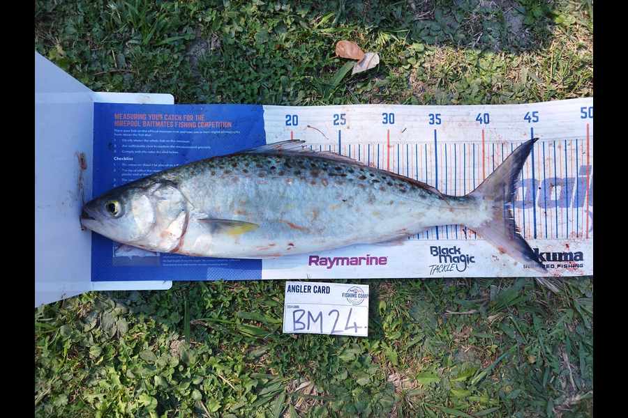 Jahlin Tehiko caught this 42.5cm Kahawai at Hawkes Bay during The Export NZ Fishing Competition