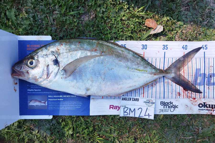 Jahlin Tehiko caught this 39.0cm Trevally at Hawkes Bay during The Export NZ Fishing Competition