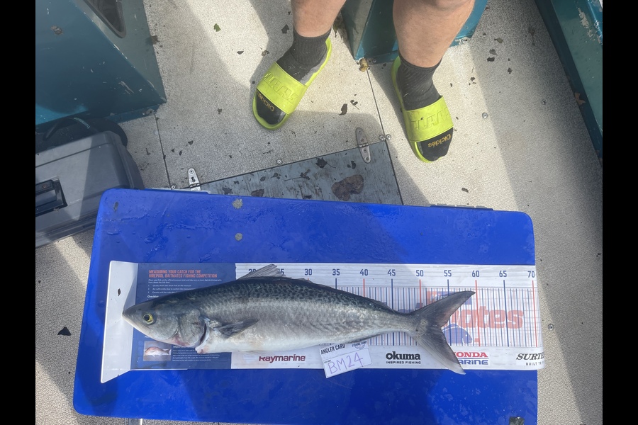 Nathan Brewster caught this 52cm Kahawai at Coromandel during The Export NZ Fishing Competition