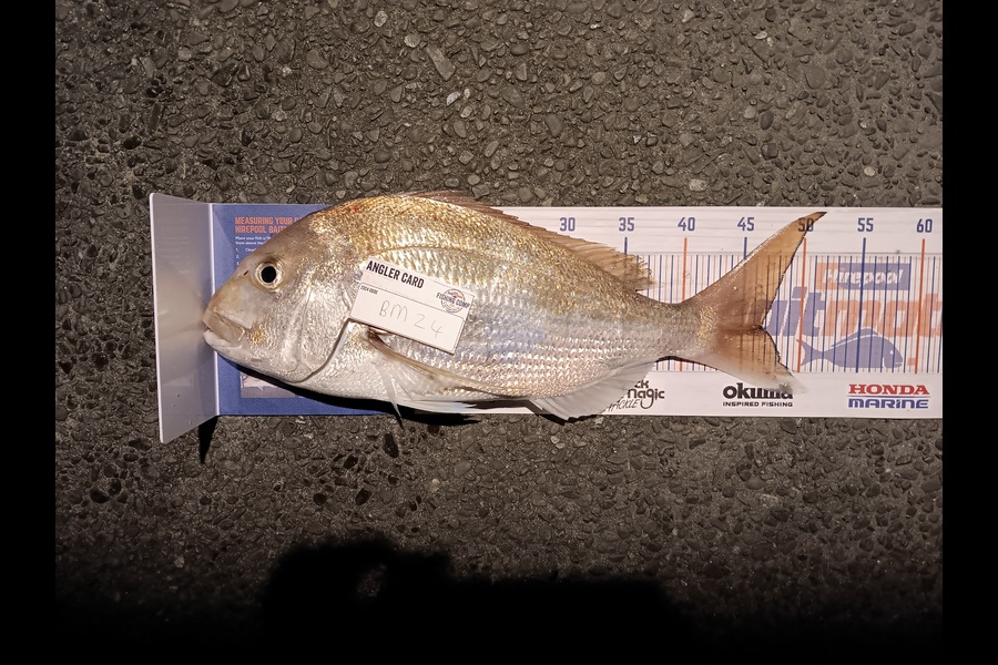 Shaun Rutherford caught this 46.5cm Snapper at Bay of Plenty during The Export NZ Fishing Competition