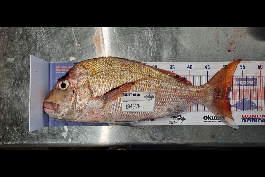 Anthony Winder caught this 50.5cm Snapper at Bay of Plenty during The Export NZ Fishing Competition