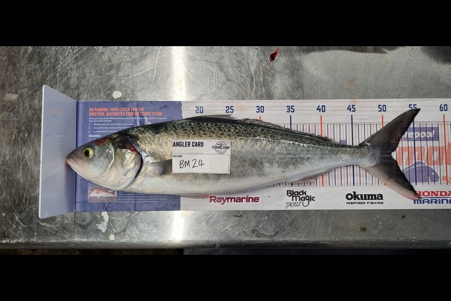 Anthony Winder caught this 51.0cm Kahawai at Bay of Plenty during The Export NZ Fishing Competition
