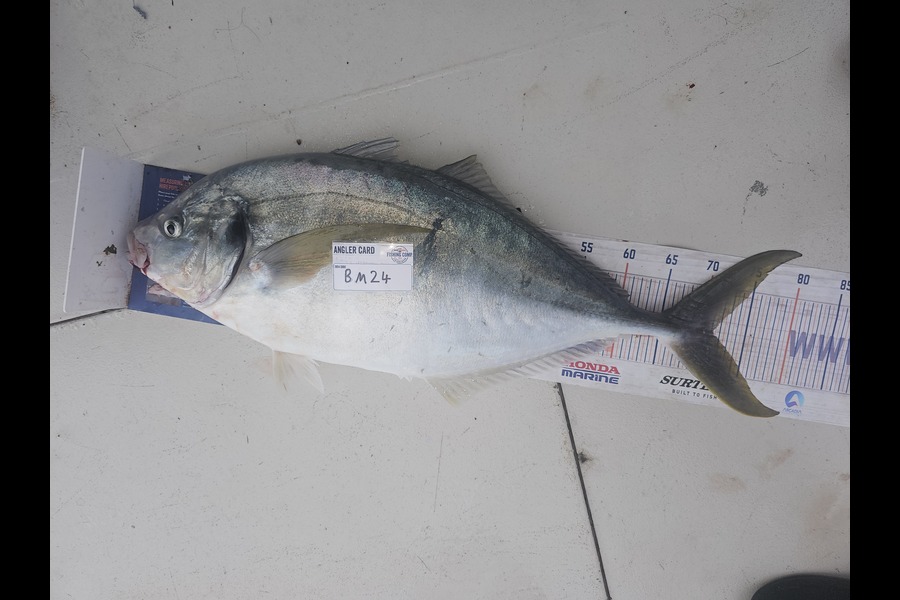 Ben Cullen caught this 70.5cm Trevally at Northland during The Export NZ Fishing Competition
