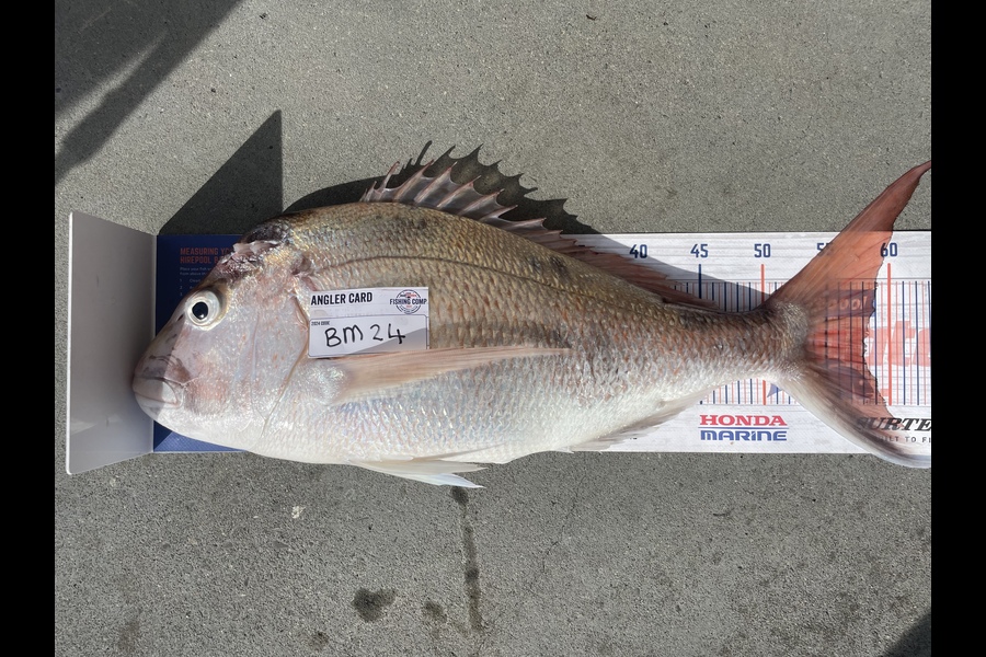 Regan George caught this 58.0cm Snapper at Taranaki during The Export NZ Fishing Competition