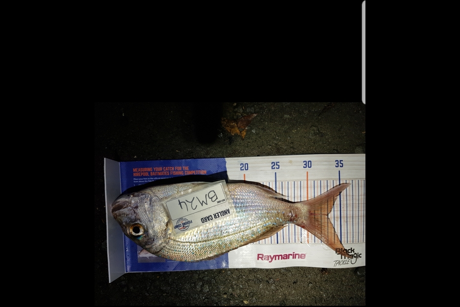Stephen Nilsson caught this 33.0cm Snapper at Auckland during The Export NZ Fishing Competition