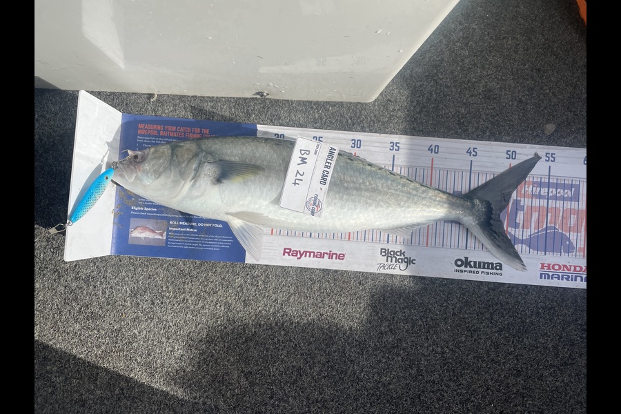 Leighton Greer caught this 49.0cm Kahawai at Canterbury during The Export NZ Fishing Competition