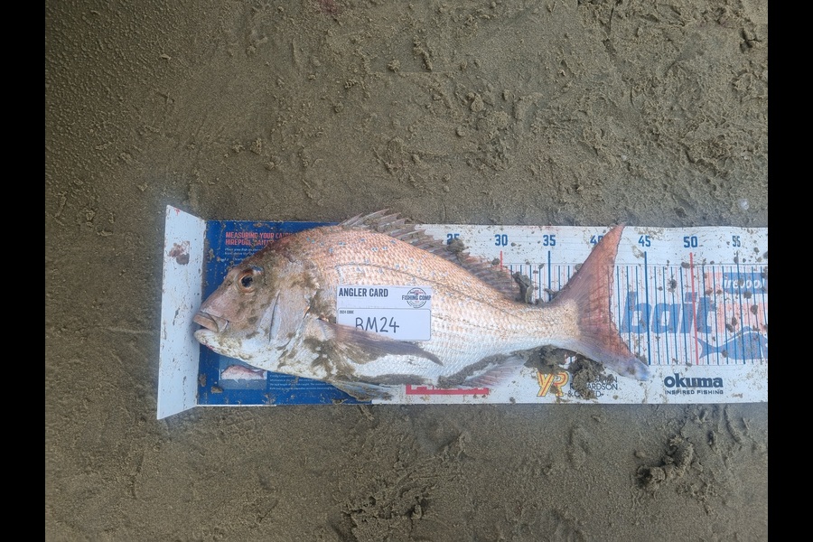 Jayden Emtage caught this 41.0cm Snapper at Northland during The Export NZ Fishing Competition