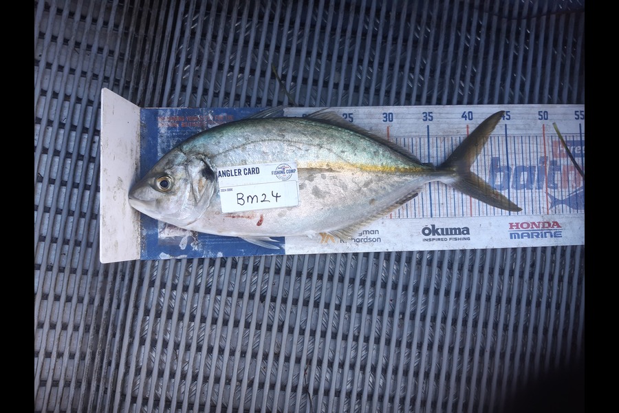 Clinton Emtage caught this 40.0cm Trevally at Northland during The Export NZ Fishing Competition