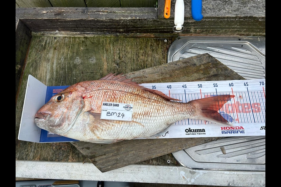 Paul Speedy caught this 54.0cm Snapper at Bay of Plenty during The Export NZ Fishing Competition