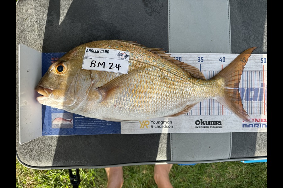 Cain Manley caught this 44.0cm Snapper at Bay of Plenty during The Export NZ Fishing Competition