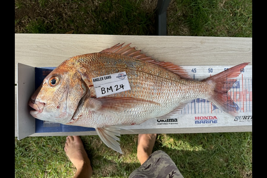 Cain Manley caught this 55.0cm Snapper at Bay of Plenty during The Export NZ Fishing Competition