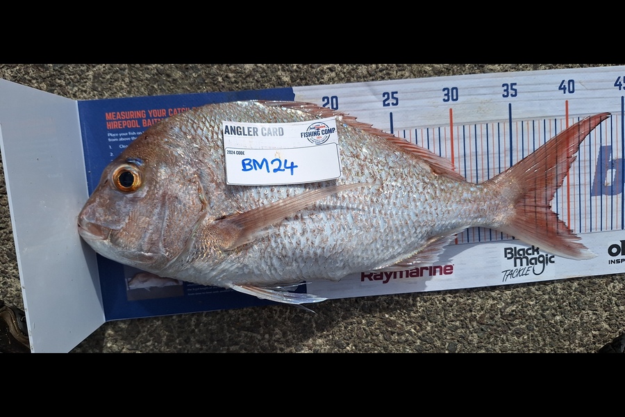 Marty Wehipeihana caught this 38.0cm Snapper at Bay of Plenty during The Export NZ Fishing Competition