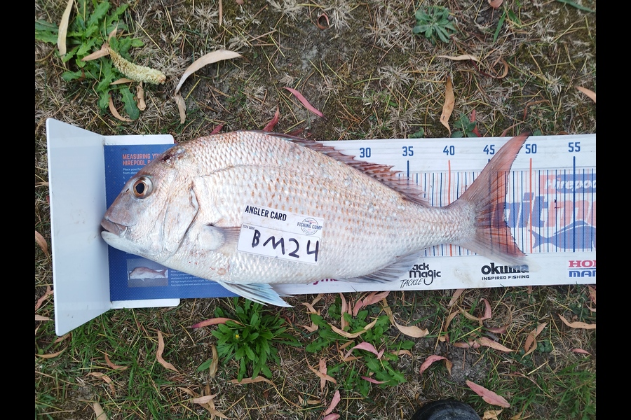 Nemo Tehiko caught this 46.5cm Snapper at Hawkes Bay during The Export NZ Fishing Competition