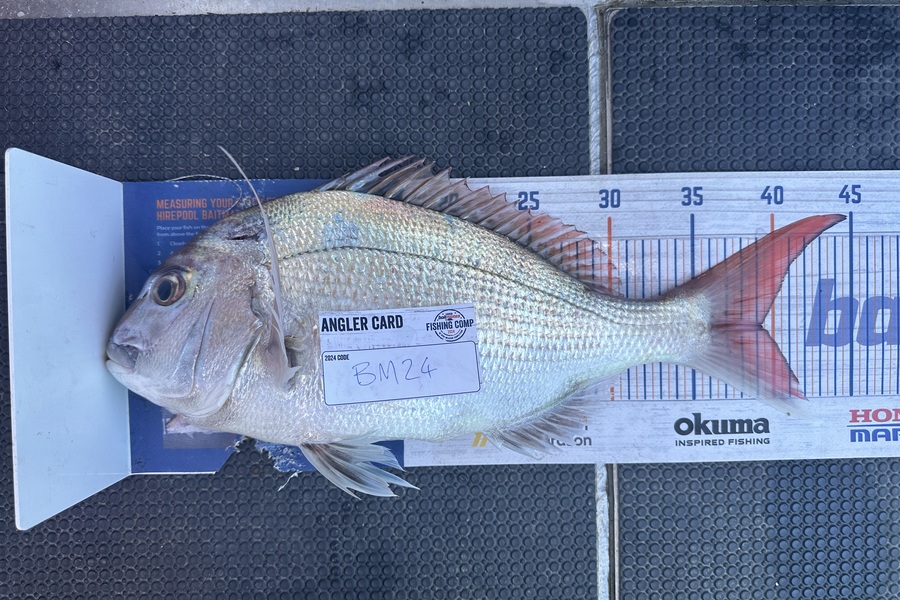 Lochlyn Kitching caught this 39.0cm Snapper at Hawkes Bay during The Export NZ Fishing Competition