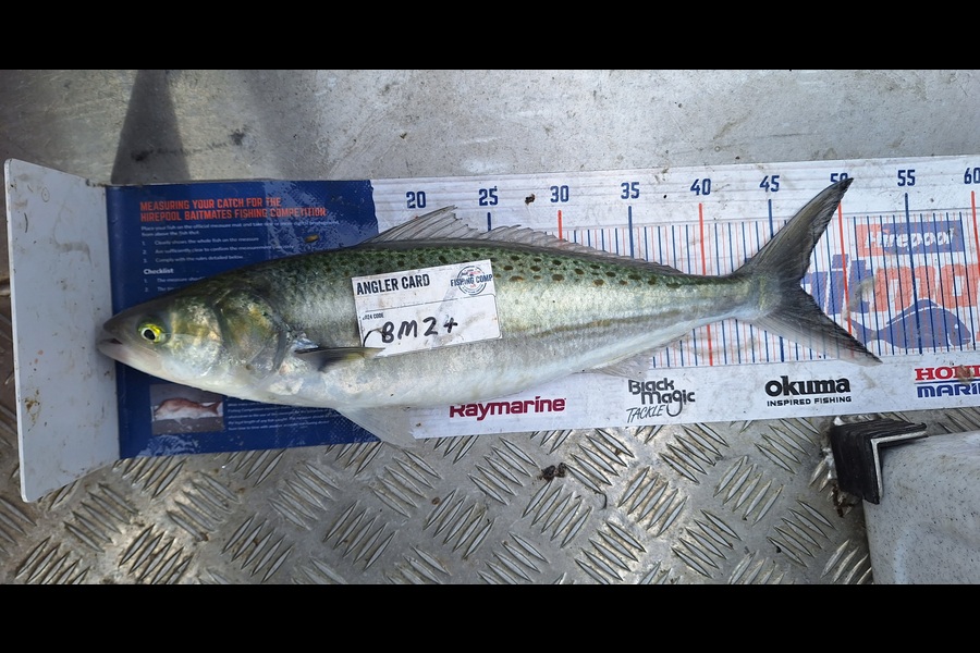 Andy Garth caught this 46.0cm Kahawai at Nelson/Marlborough during The Export NZ Fishing Competition