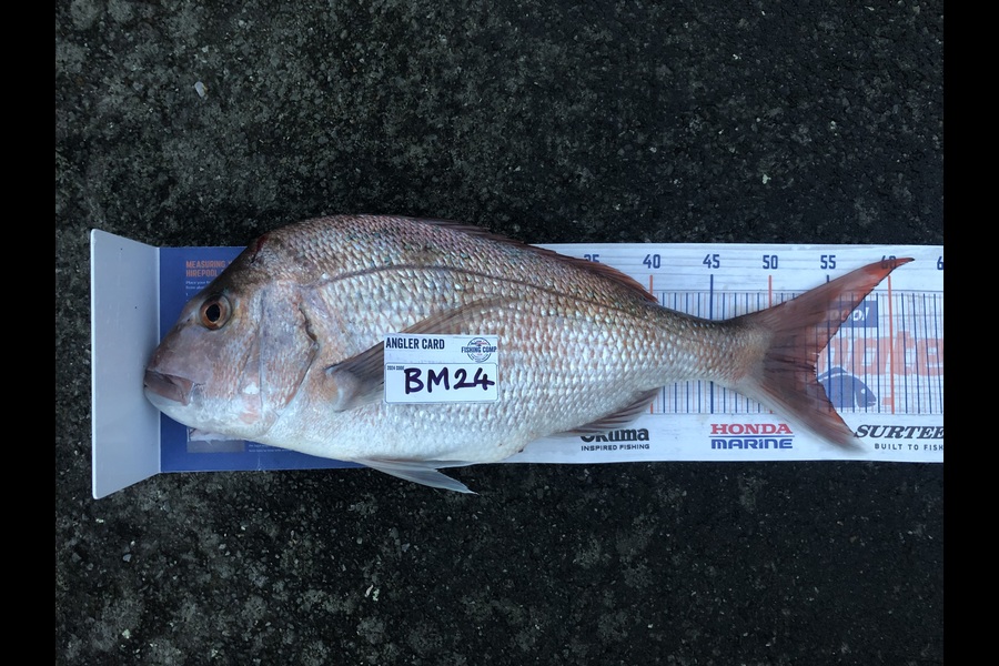 Nic Meyer caught this 53.5cm Snapper at Bay of Plenty during The Export NZ Fishing Competition