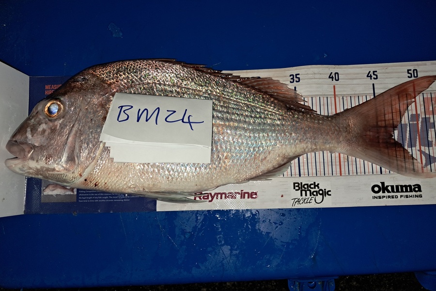 Jordan Reardon caught this 46.5cm Snapper at Auckland during The Export NZ Fishing Competition