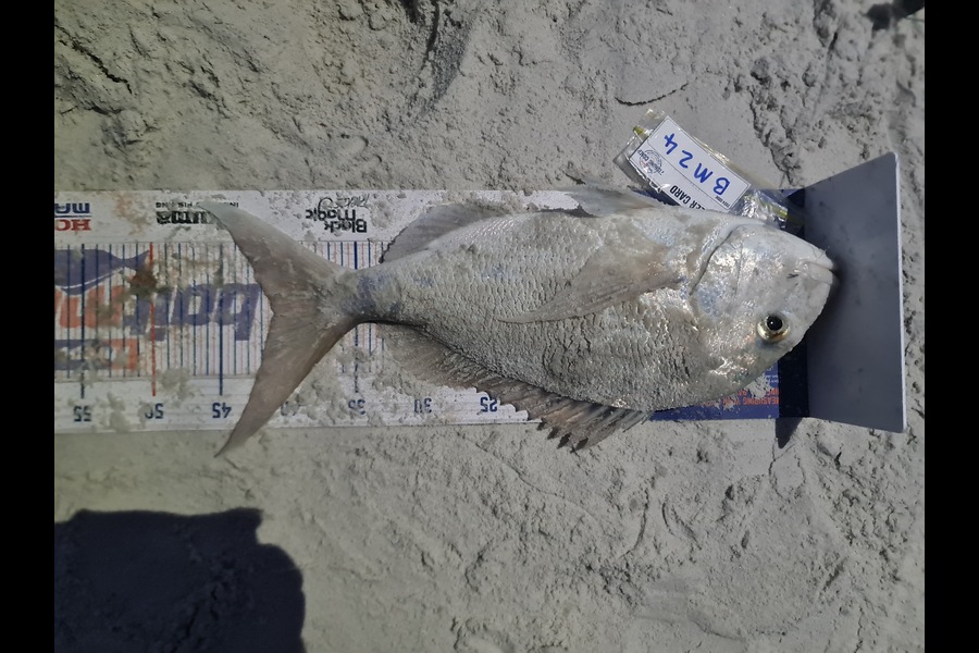 Regina Job caught this 41.0cm Snapper at Northland during The Export NZ Fishing Competition