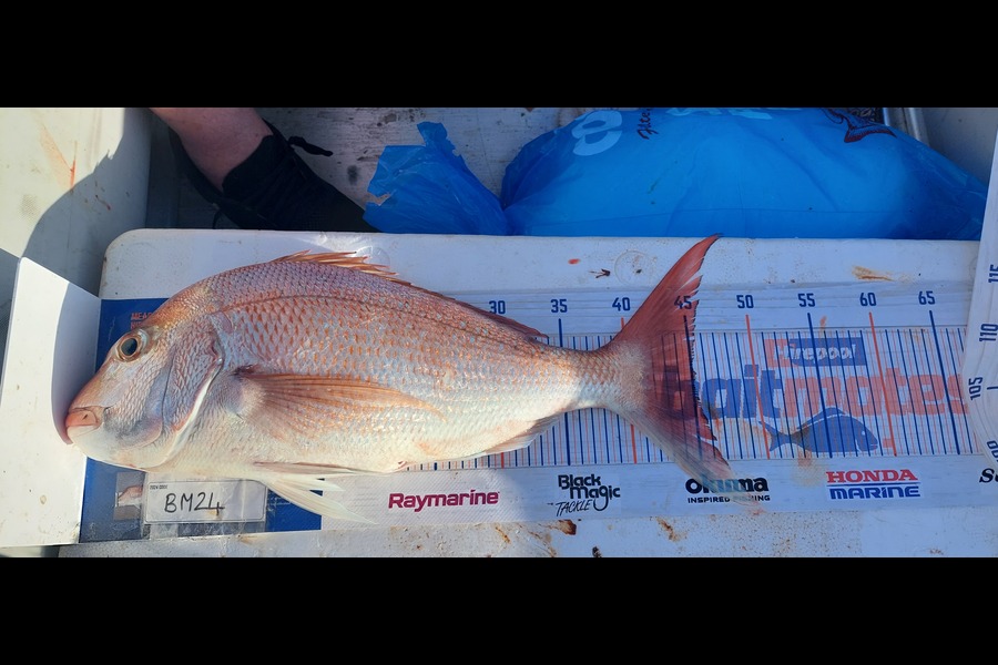 Hadleigh Brewer caught this 45.0cm Snapper at Waikato during The Export NZ Fishing Competition