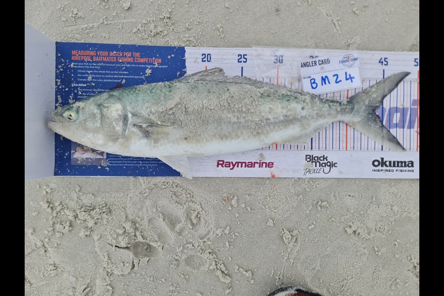 Regina Job caught this 43.5cm Kahawai at Northland during The Export NZ Fishing Competition