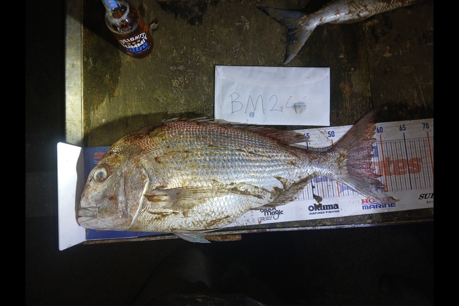 Bryce Taylor caught this 57.5cm Snapper at Northland during The Export NZ Fishing Competition