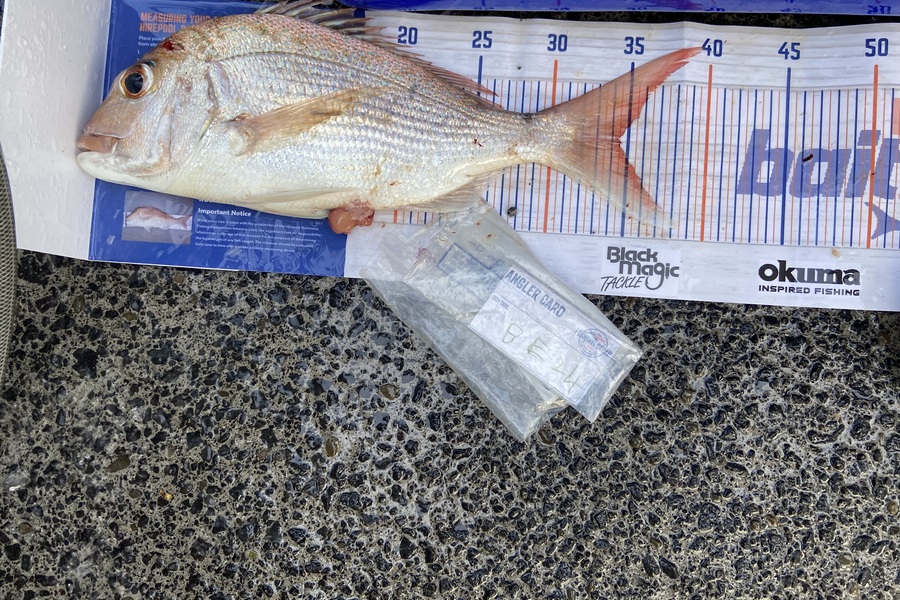 Ollie Heard caught this 34.5cm Snapper at Auckland during The Export NZ Fishing Competition