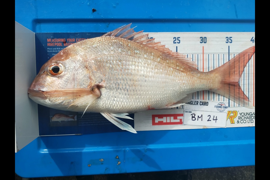 Wayne Farrow caught this 36.5cm Snapper at Bay of Plenty during The Export NZ Fishing Competition