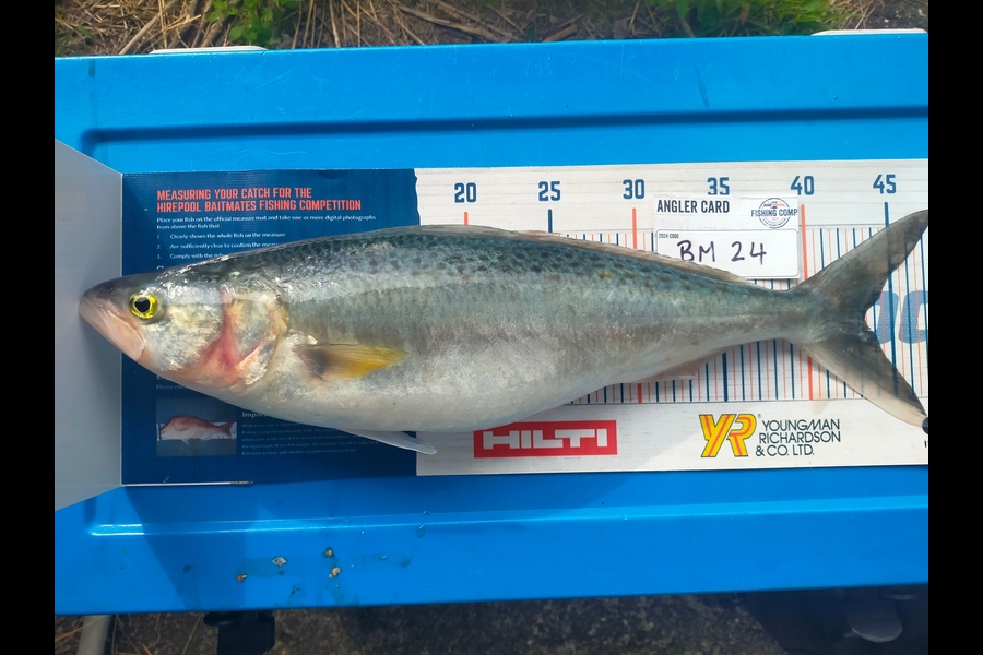 Wayne Farrow caught this 43.0cm Kahawai at Bay of Plenty during The Export NZ Fishing Competition