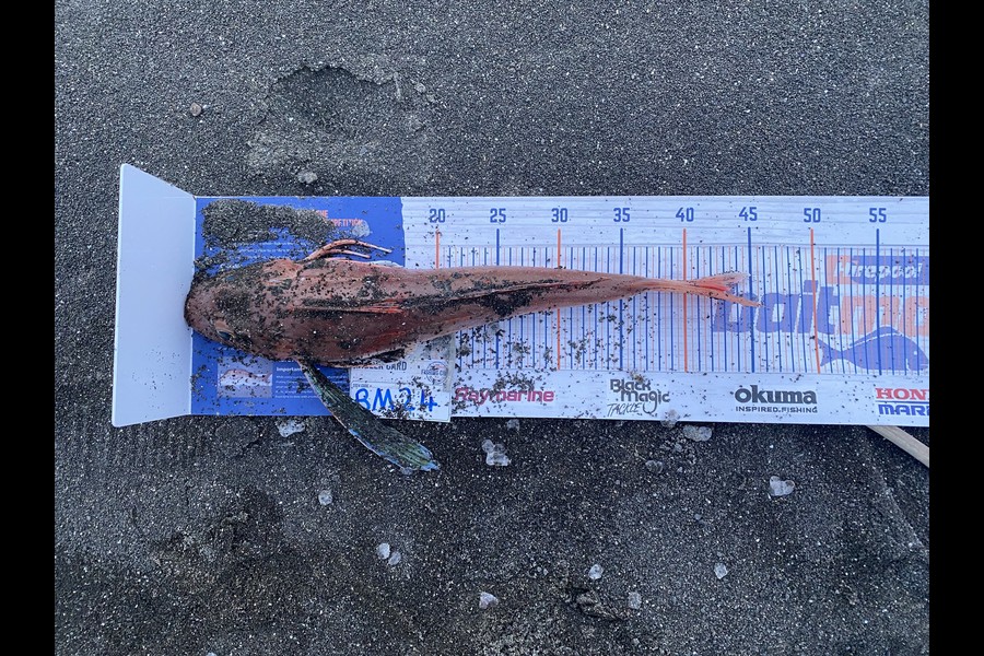 Shamus Brophy caught this 43.0cm Gurnard at Hawkes Bay during The Export NZ Fishing Competition