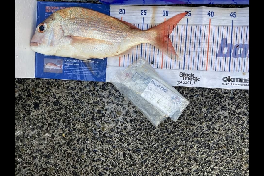 Thomas Heard caught this 31.0cm Snapper at Auckland during The Export NZ Fishing Competition
