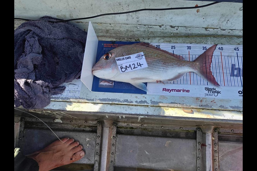 Ryan Hardie caught this 36.0cm Snapper at Northland during The Export NZ Fishing Competition