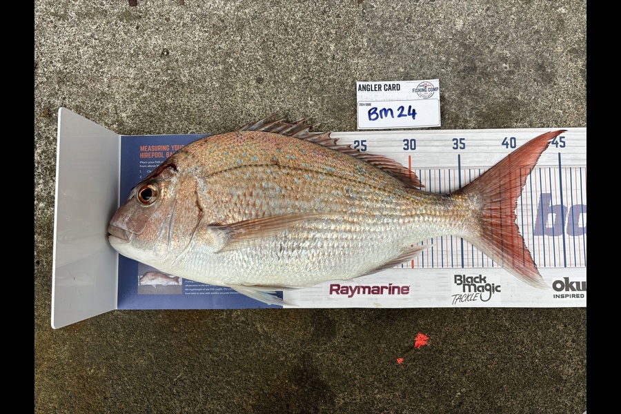 Hayden Owen caught this 40.5cm Snapper at Taranaki during The Export NZ Fishing Competition