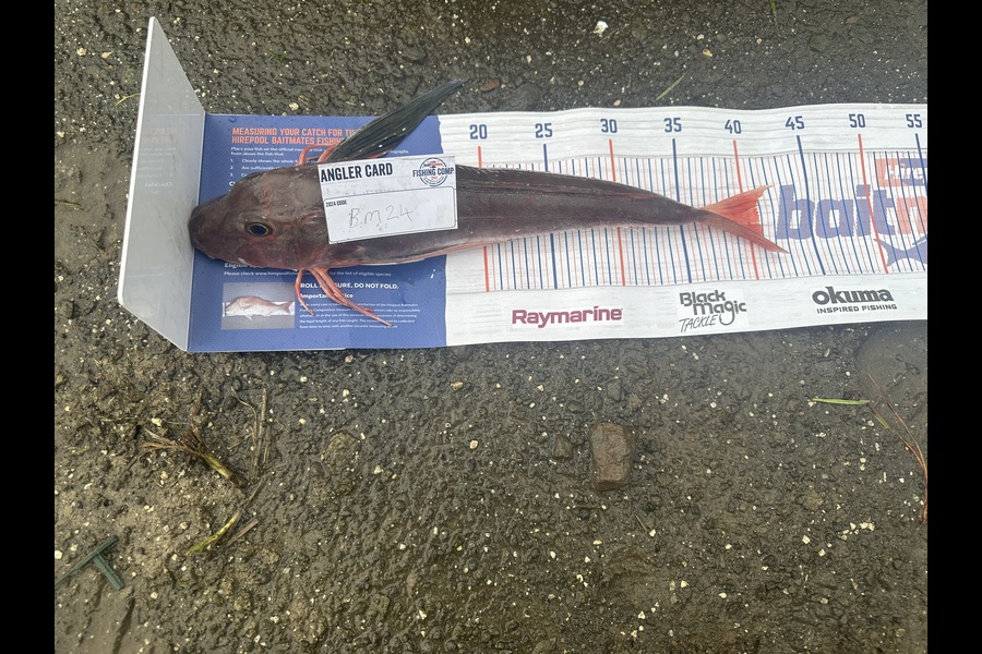 Baily Watt caught this 40.5cm Gurnard at Taranaki during The Export NZ Fishing Competition