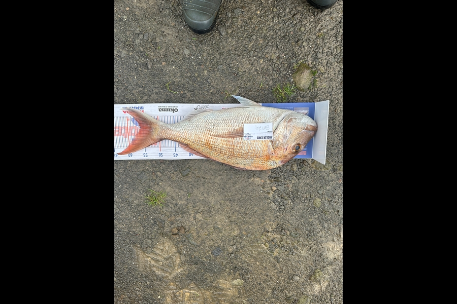 Bevan Giltrap caught this 56.0cm Snapper at Taranaki during The Export NZ Fishing Competition