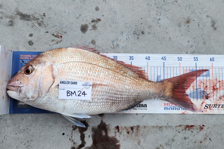 Ange Jarvis caught this 51.5cm Snapper at Wairarapa
 during The Export NZ Fishing Competition