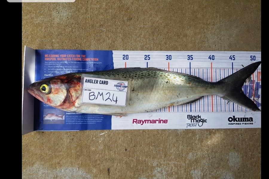 Stephen Nilsson caught this 47.0cm Kahawai at Auckland during The Export NZ Fishing Competition