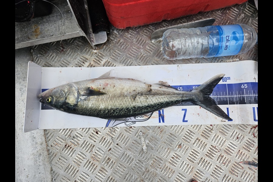 Aidan Hutchison caught this 54.0cm Kahawai at Wellington during The Export NZ Fishing Competition