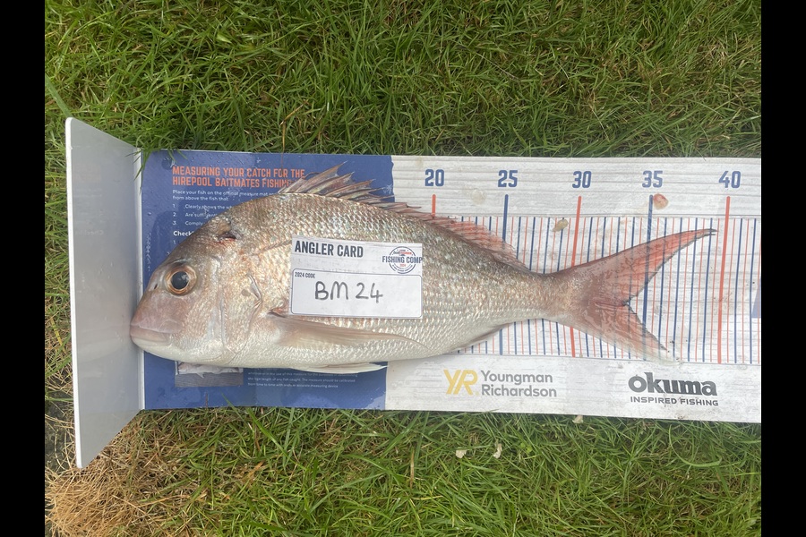 Gary Newland caught this 33.5cm Snapper at Bay of Plenty during The Export NZ Fishing Competition