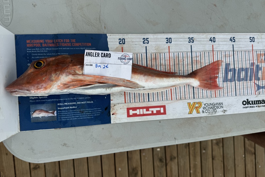 Mohi Wild caught this 40.5cm Gurnard at Wellington during The Export NZ Fishing Competition